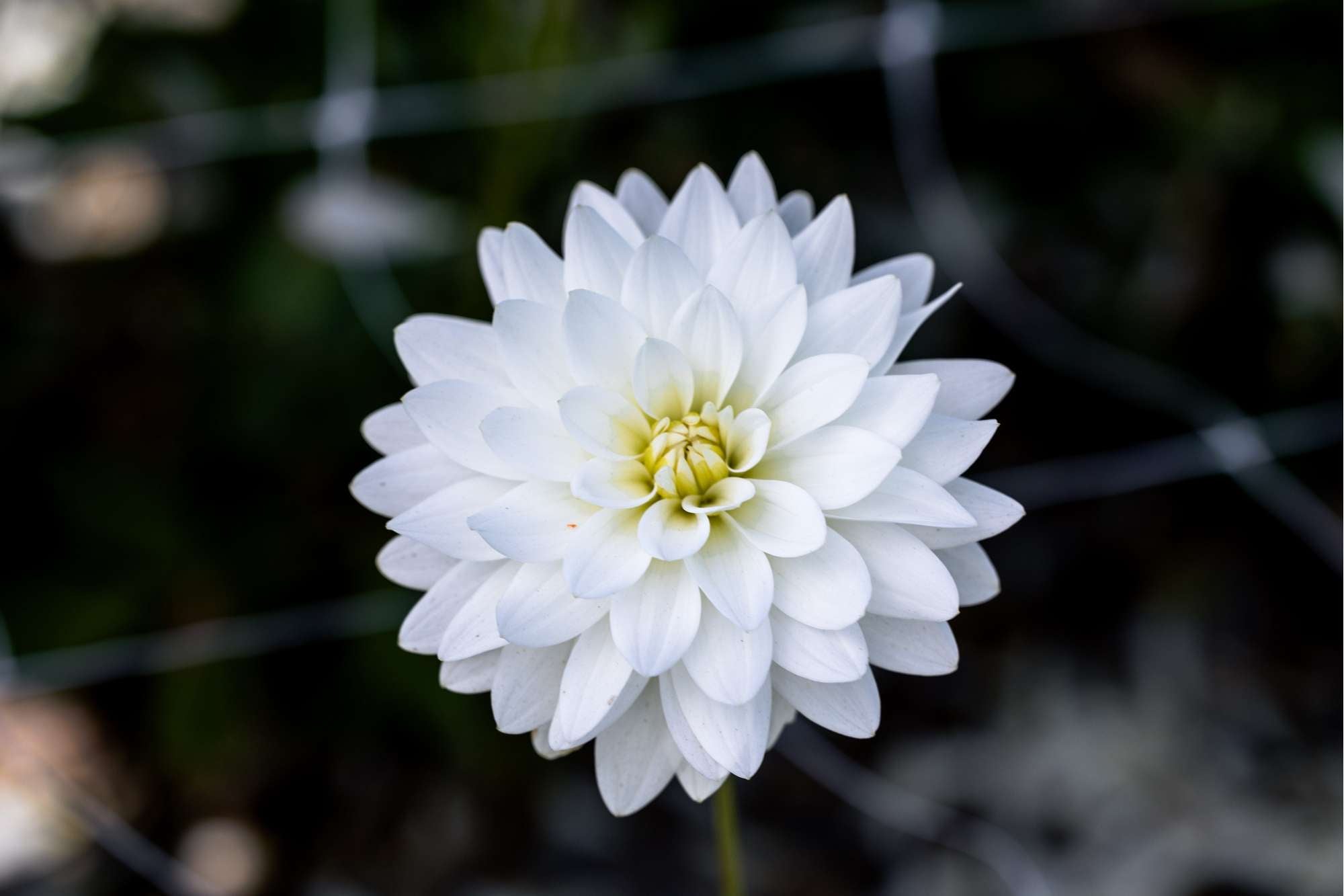 Dahlia 'Karma Maarten Zwaan'